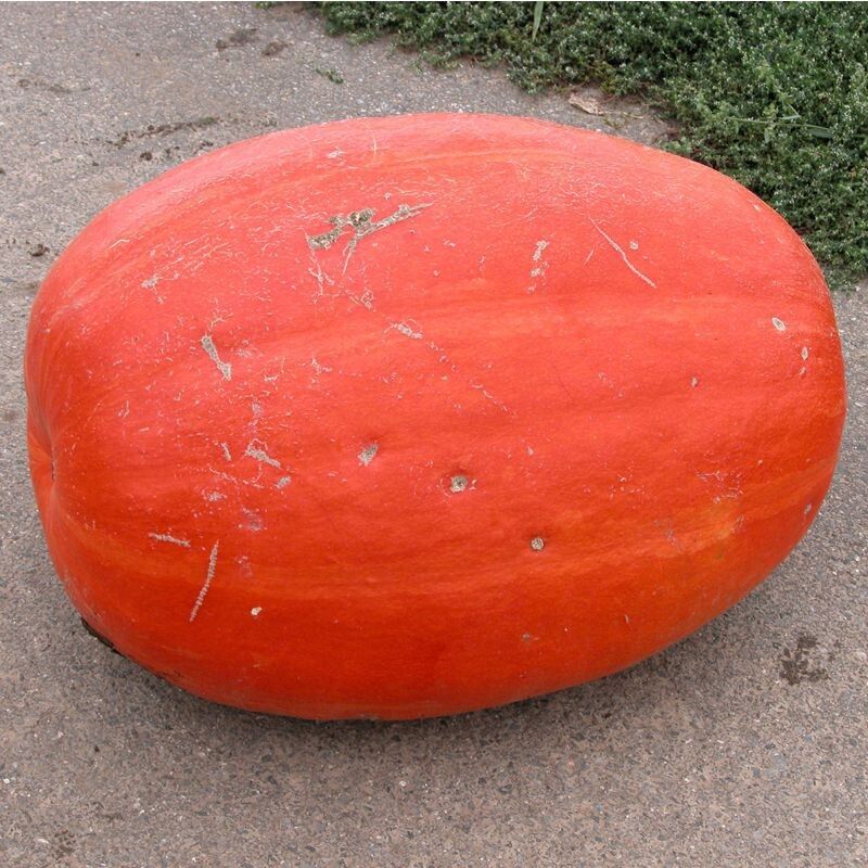 Секреты успешного выращивания тыквы