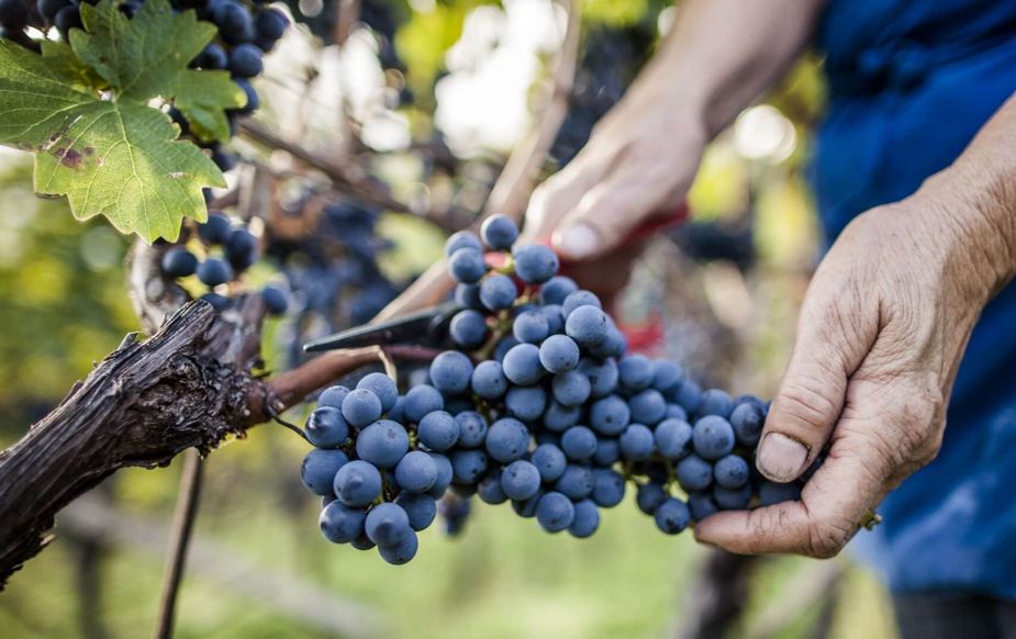 Монтепульчано: итальянский винный секрет, который стоит открыть