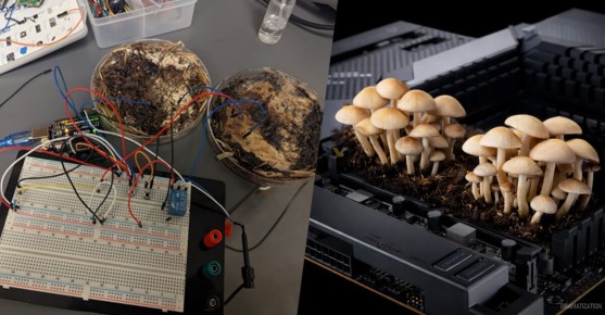 ����� ��� ������ �������: ����� ������ �� �������������� ����������