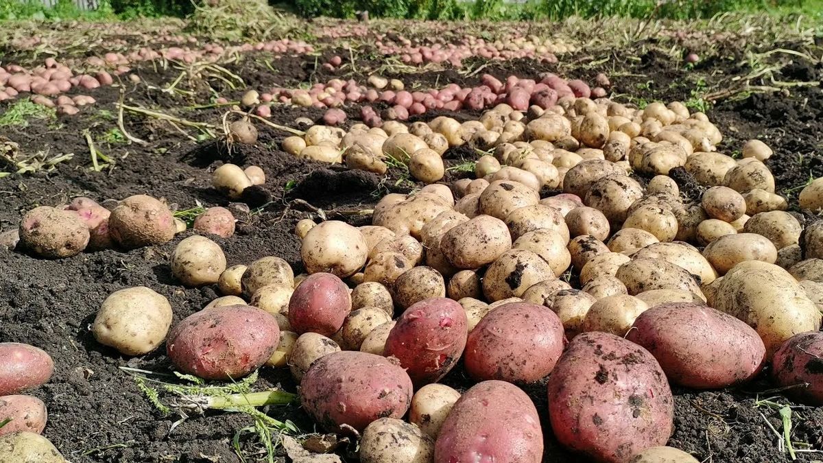 ����� ����� ����� �������� ��������