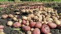 Когда лучше всего собирать картошку