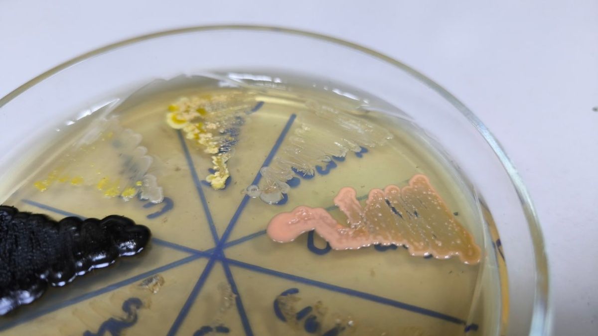 ��� ���������������: ������� � ���������