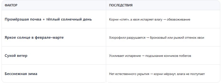 Как защитить хвойные деревья и рододендроны зимой без снега?