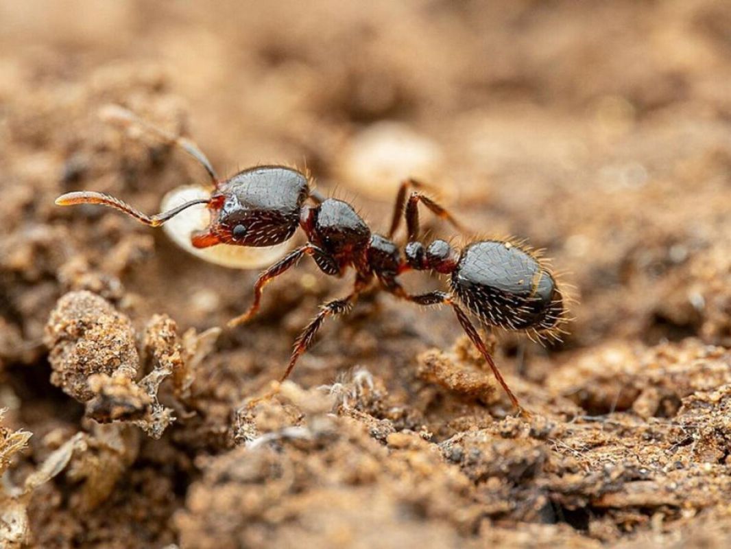 Как борная кислота помогает в борьбе с муравьями: вашему саду это не повредит
