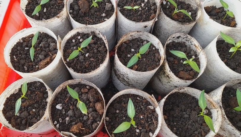 Январский посев: какие культуры стоит посеять на рассаду зимой