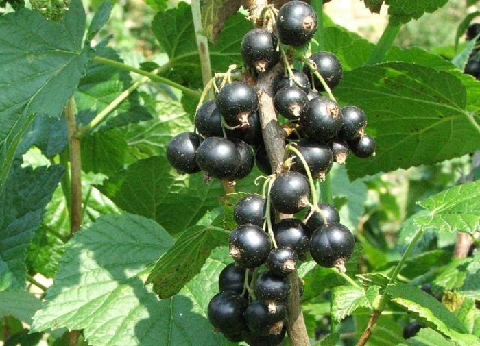 ��� ��������� ������ ���������: ������� ��������� ������ ��� ��������