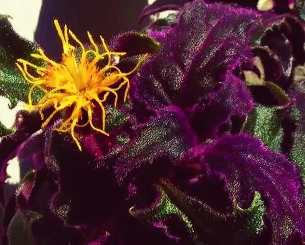 Гинура: экзотическая красавица для вашего дома