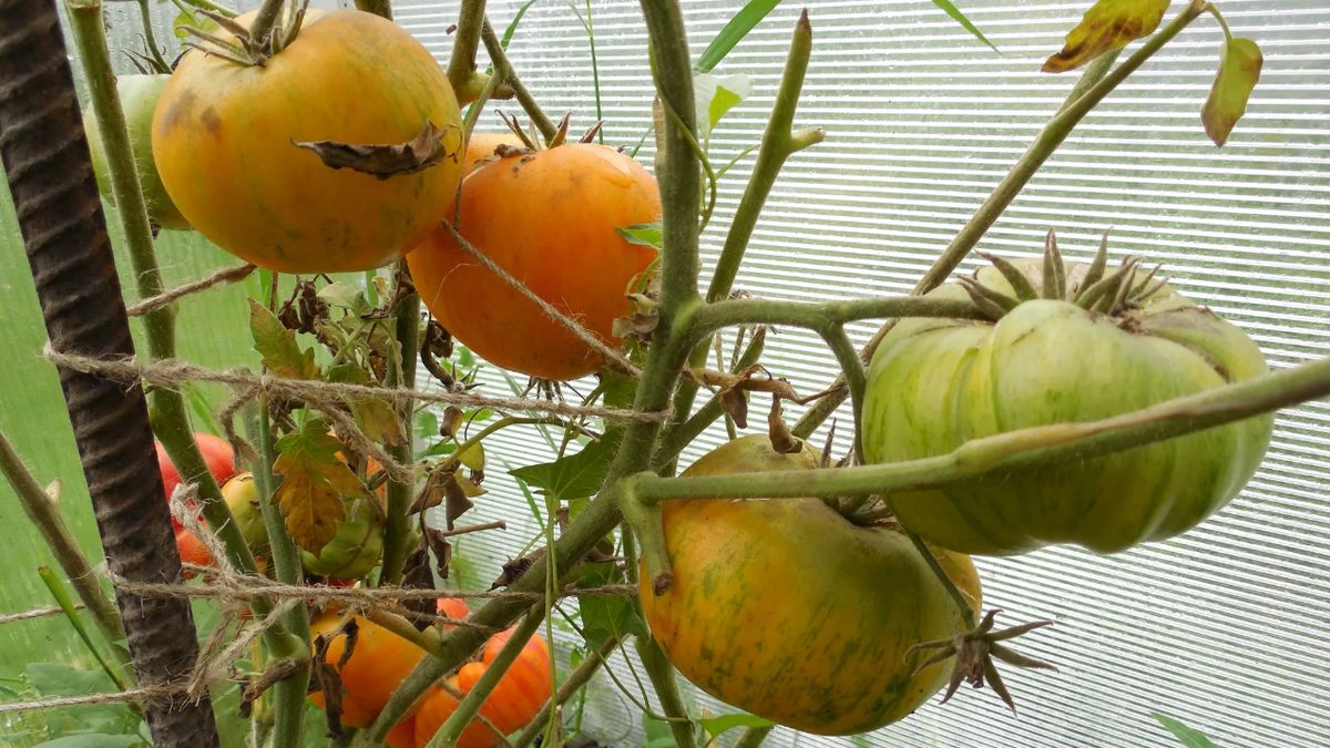 ���-5 ����������� ������� �� ���������, ������� �� ��������� ��������