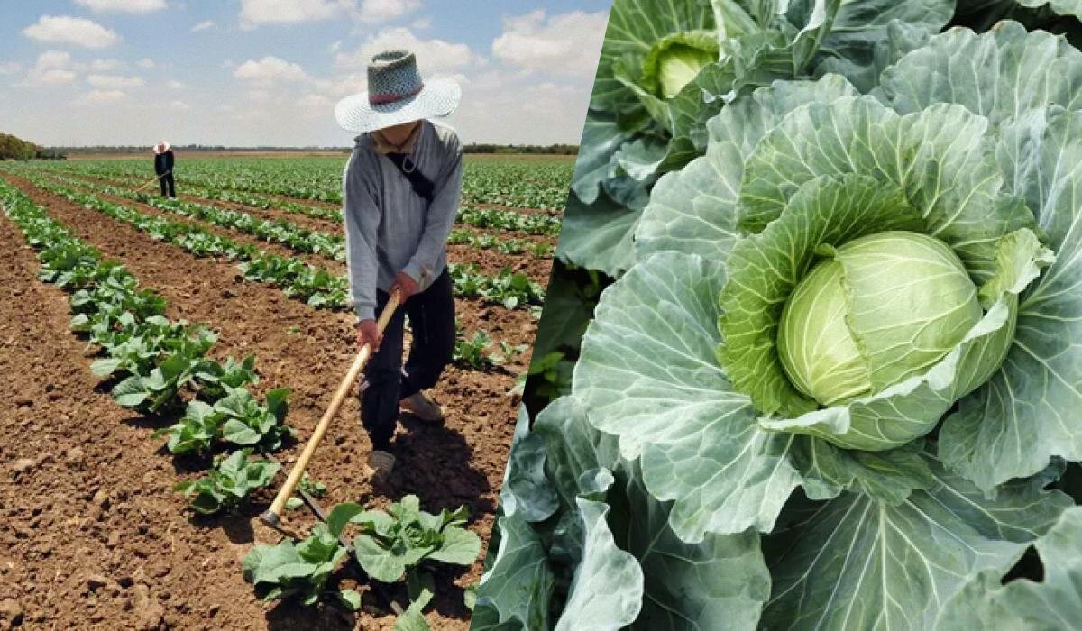 Как узнать, когда собирать капусту: главные признаки зрелости и советы по уборке