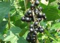 Как вырастить черную смородину: секреты обильного урожая для дачников