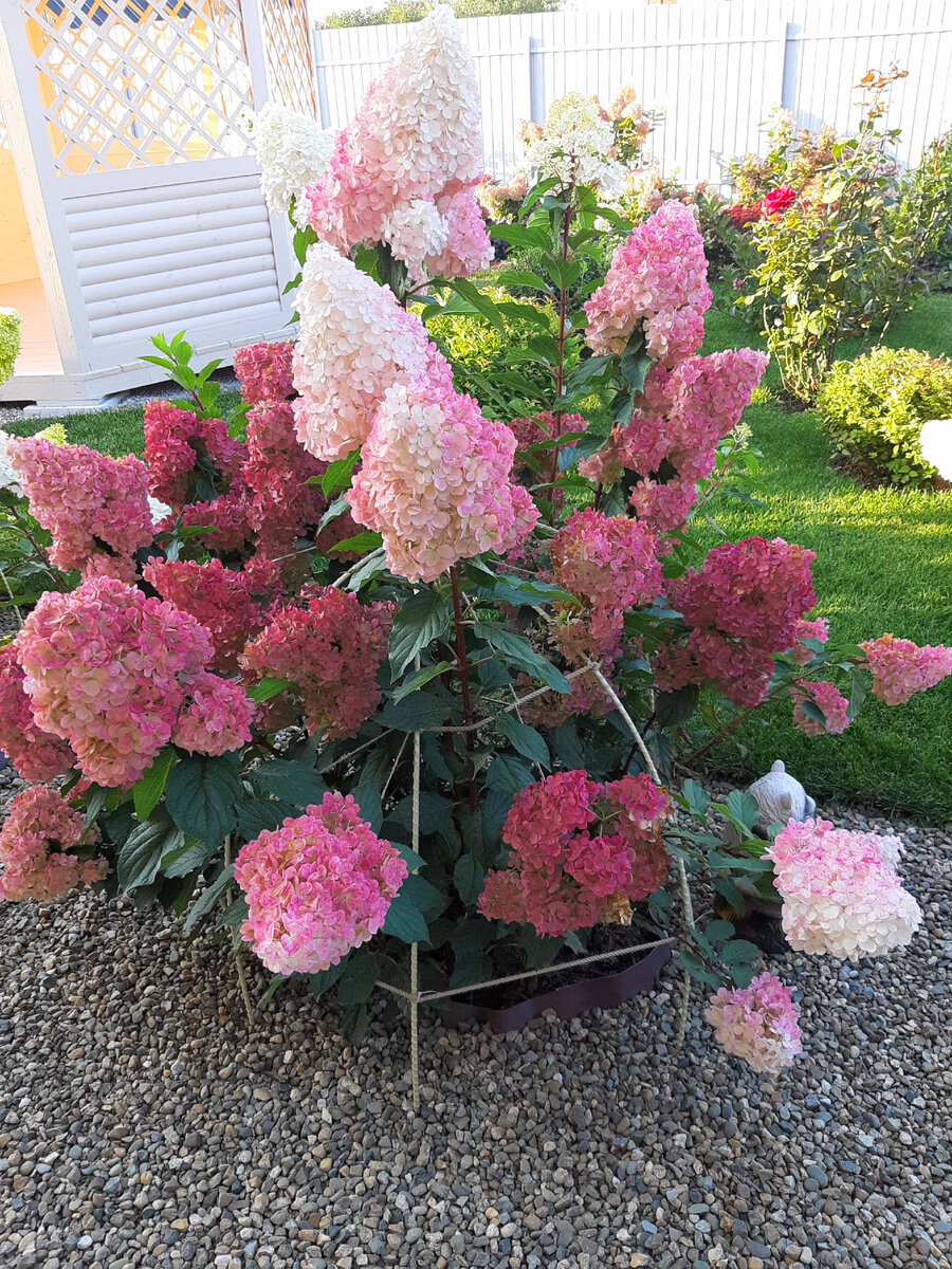 Как выбрать идеальную гортензию для своего сада: советы и рекомендации