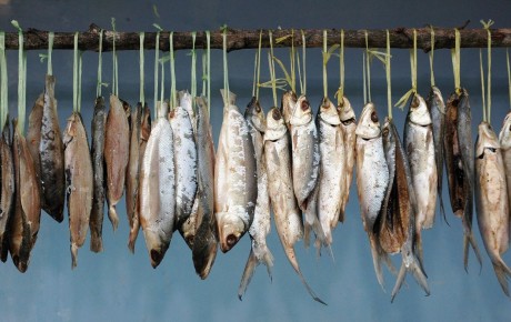 Секреты правильной сушки рыбы: советы бывалых