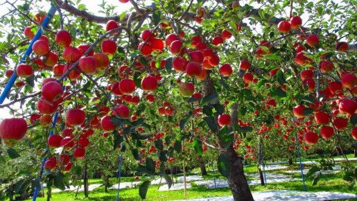 Яблони, стойкие к парше: лучшие сорта для вашего сада