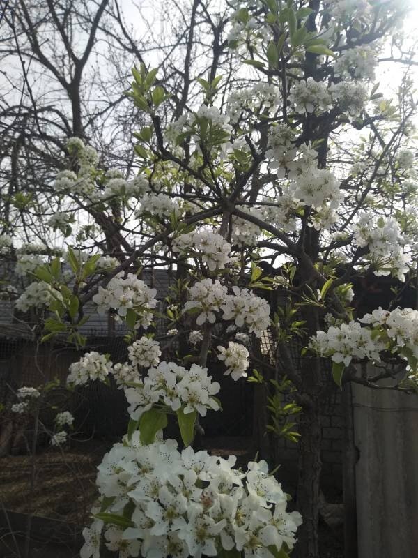 Все, что нужно знать о баковых смесях: как правильно использовать препараты для сада