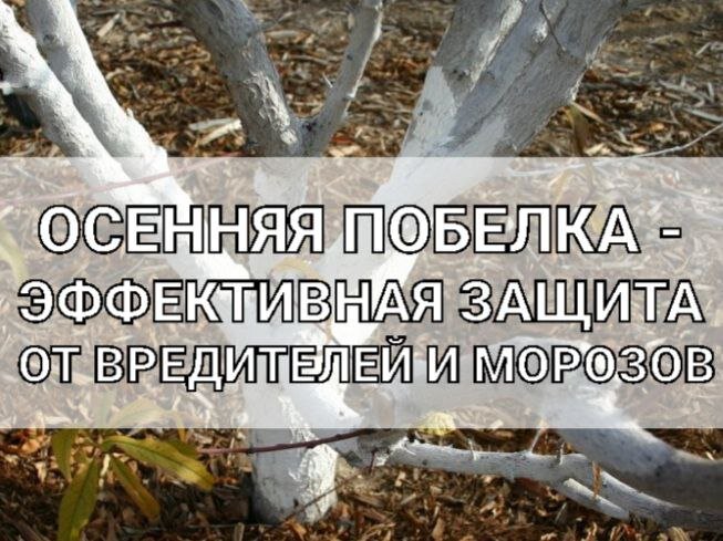 Зачем осенью белить фруктовые деревья: важные аспекты ухода