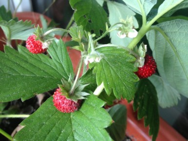 ����������� ������ � ��������� ��������: ������������ ����������