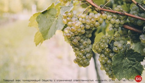 Автохтонное вино: уникальное качество и идеальные сочетания