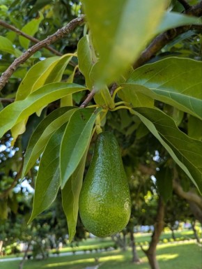 Авокадо: природная находка и секреты шефа на кухне