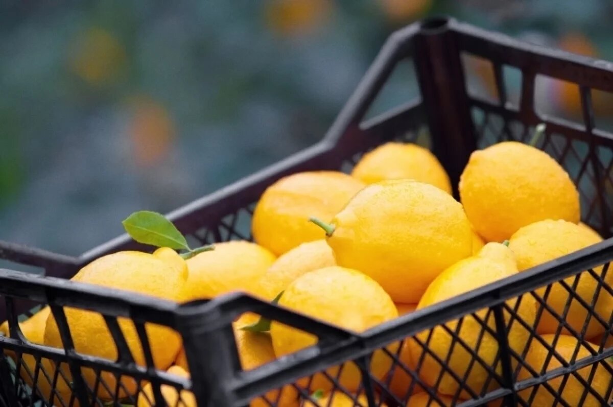 Как выбрать идеальный лимон: советы от Роспотребнадзора