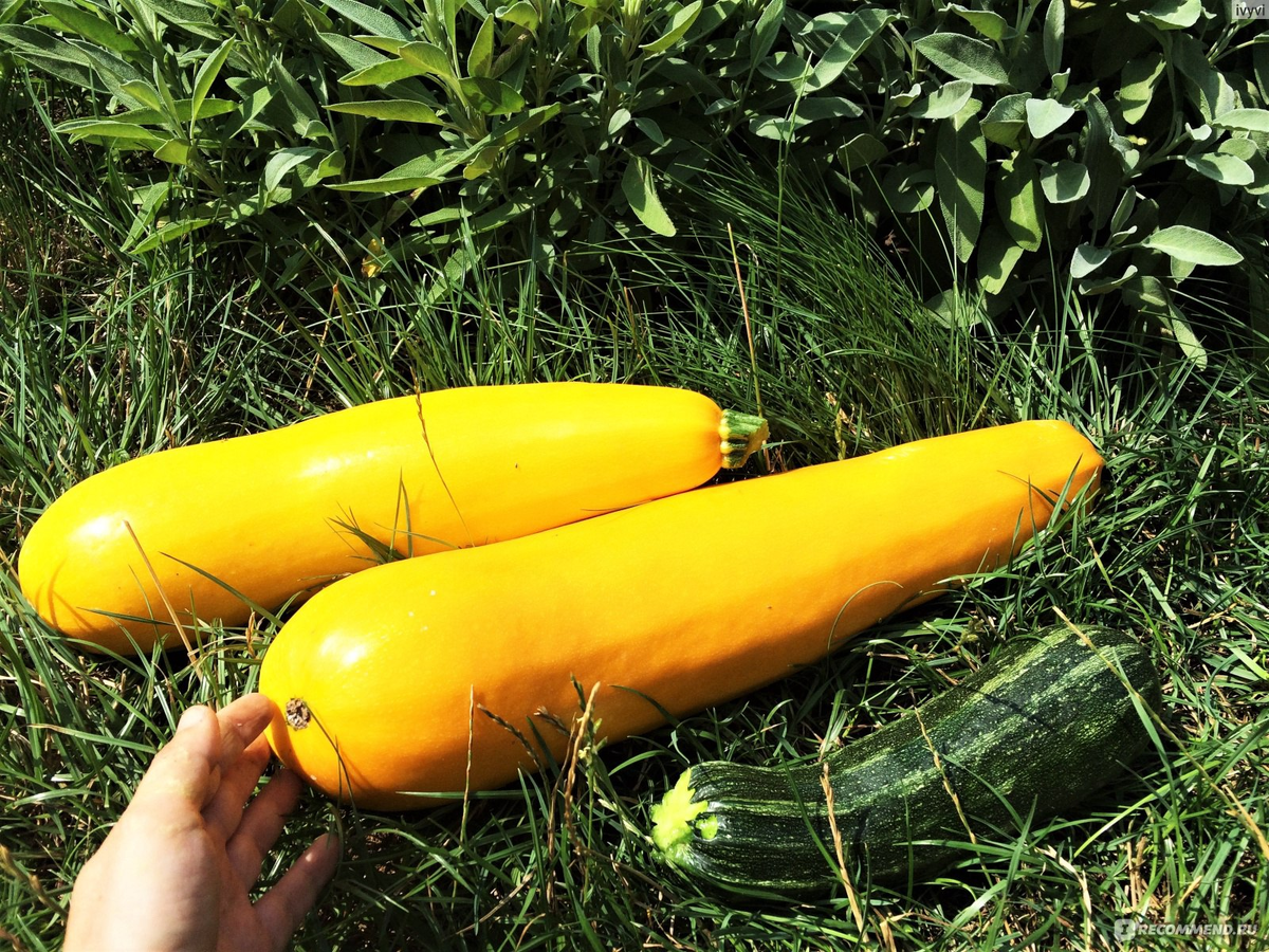 Популярные сорта кабачков, которые стоит попробовать