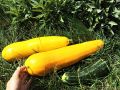 Популярные сорта кабачков, которые стоит попробовать
