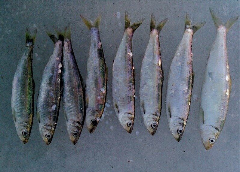 �������: ����������� � ��� �� ������������ � ������