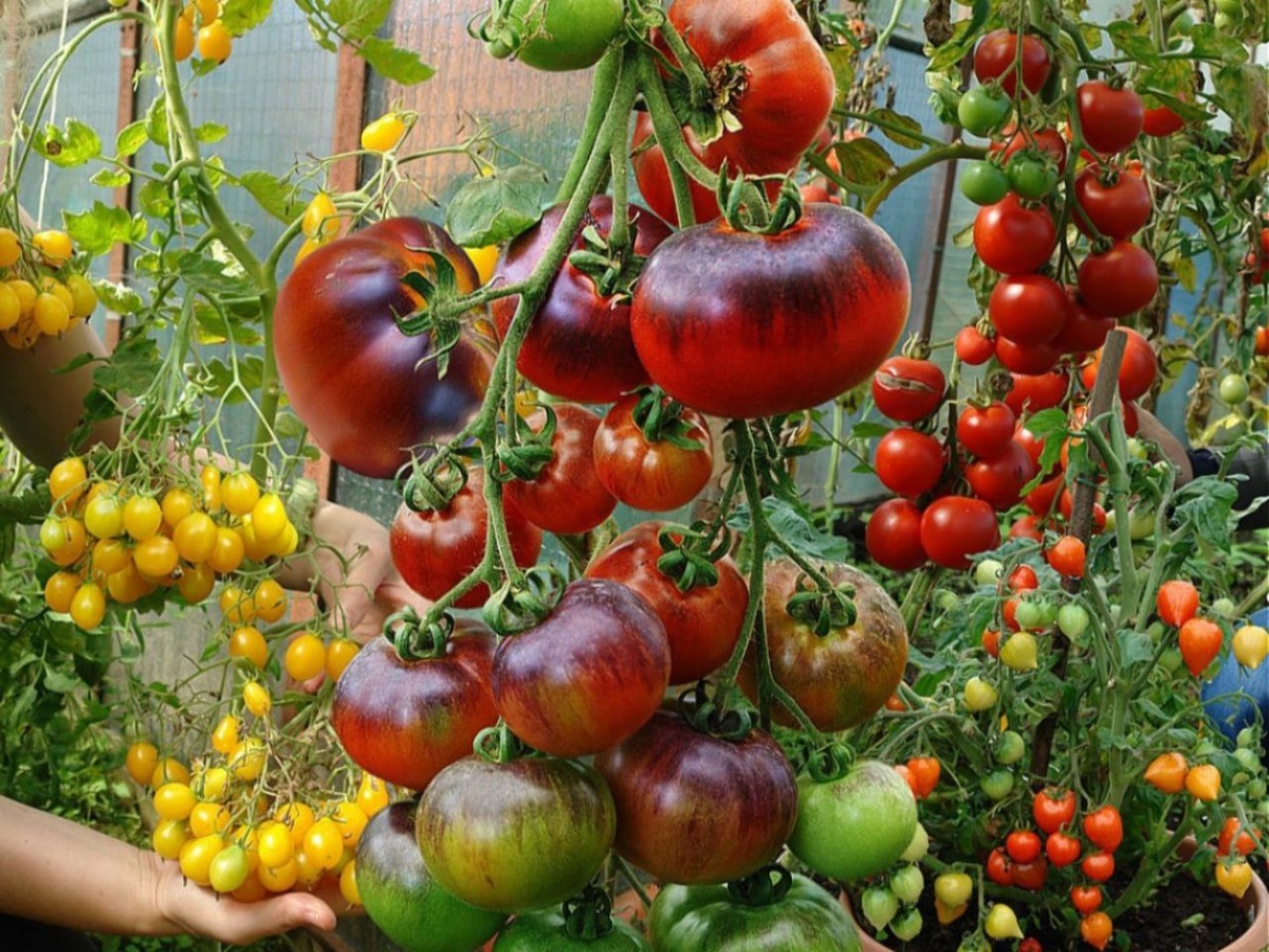 Защита томатов от фитофторы: Узнайте как предотвратить заболевание