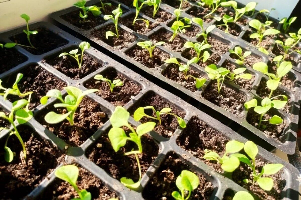 ������� ��������� ����������� ������� ���������� �� �������� ��������