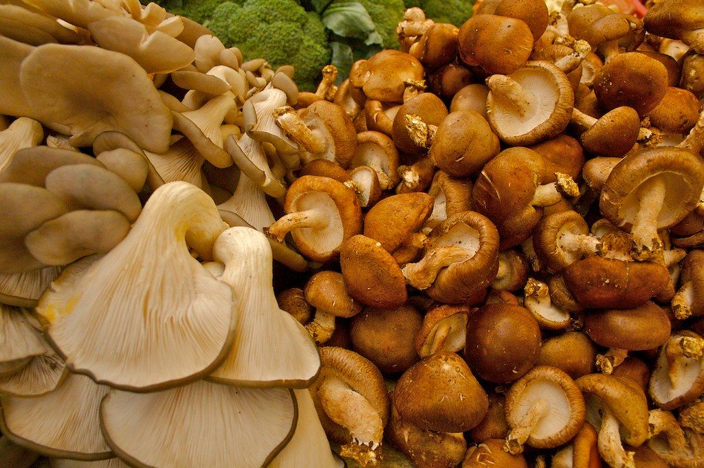 ������� ������� �����: ����������� � ��� ������ �����������