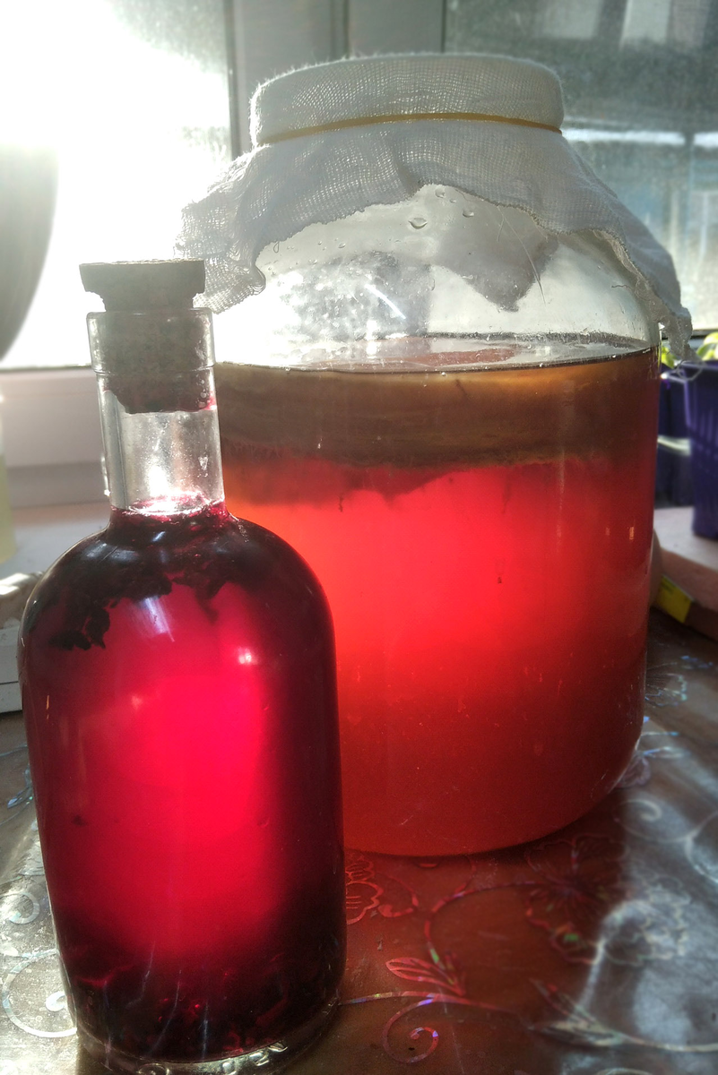 Чайный гриб: как комбуча становится любимым напитком