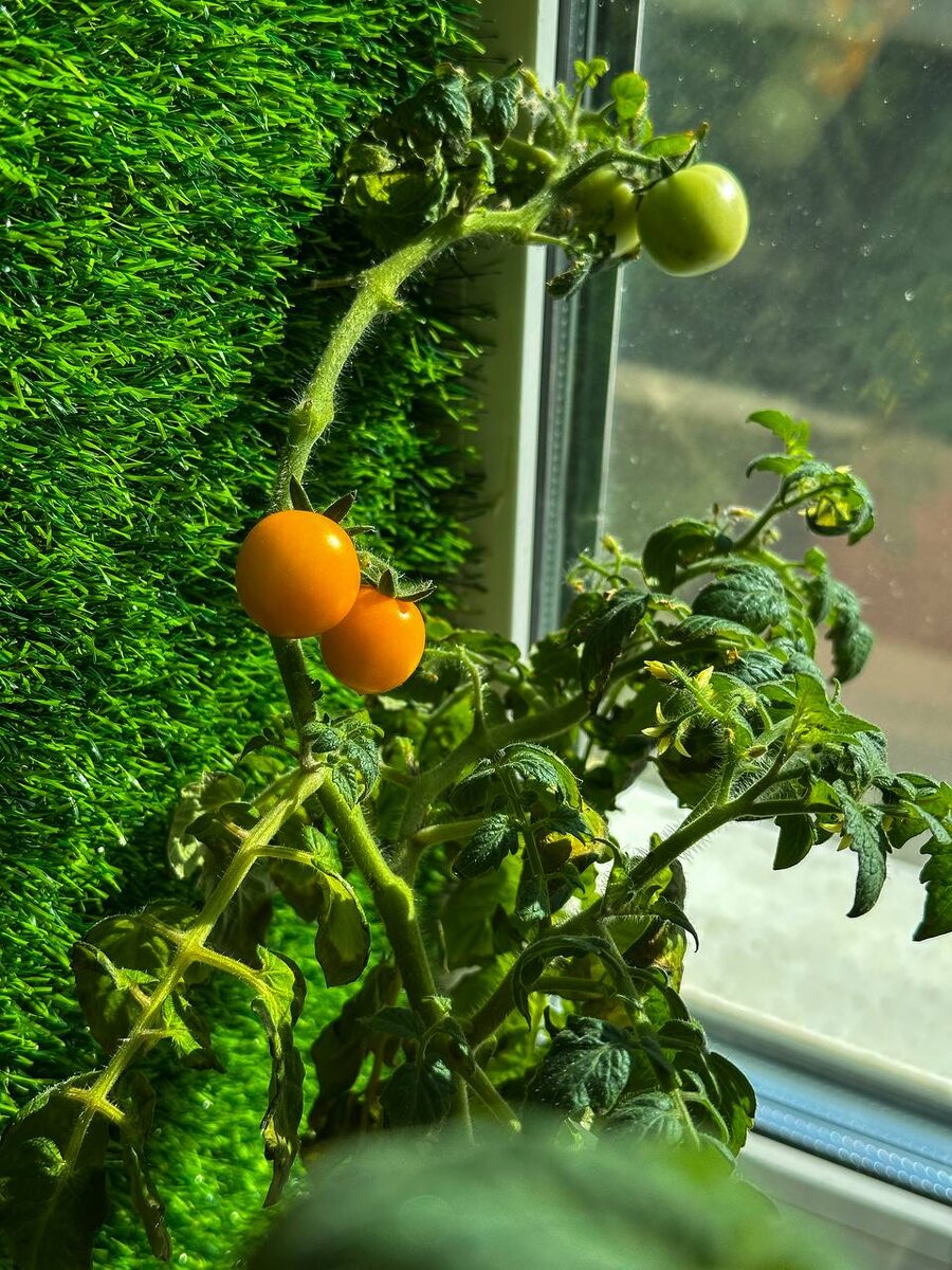 Неравномерное созревание томатов: как справиться с проблемой