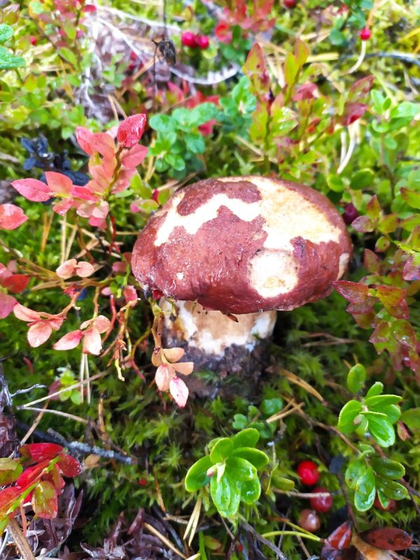 ��������� ��������: ��� ����� ���������� �� ���