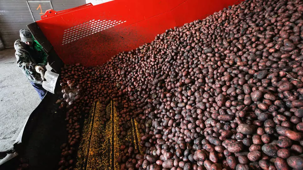 Производители картофеля нацелены на минимальные цены