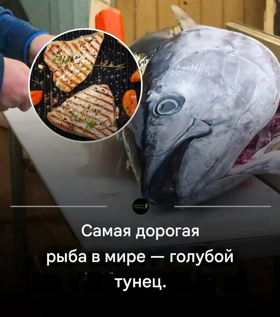 Погружение в мир деликатесов: голубой тунец и его удивительные соперники