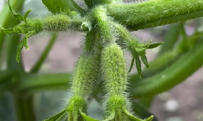 ��� ������ ������ �� ����������: ����������� ������ ��� ���������