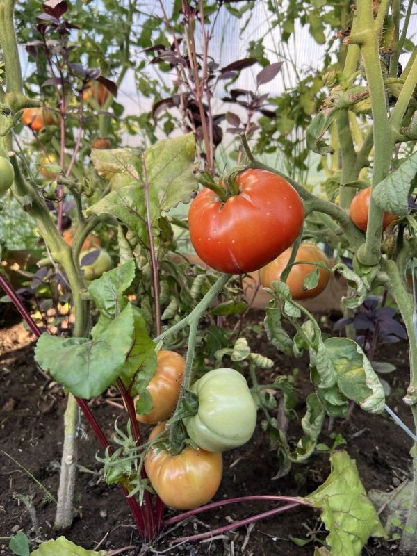 ��� ����� ��������� ��������� ���������������� ����