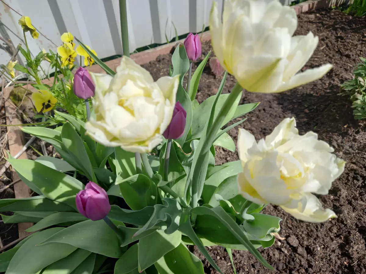 Зачем сажать картошку в деревне, если можно наслаждаться цветами и газоном?