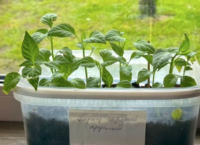 ��� ����������� ��������� �������: ������ ������� � ������ ��������