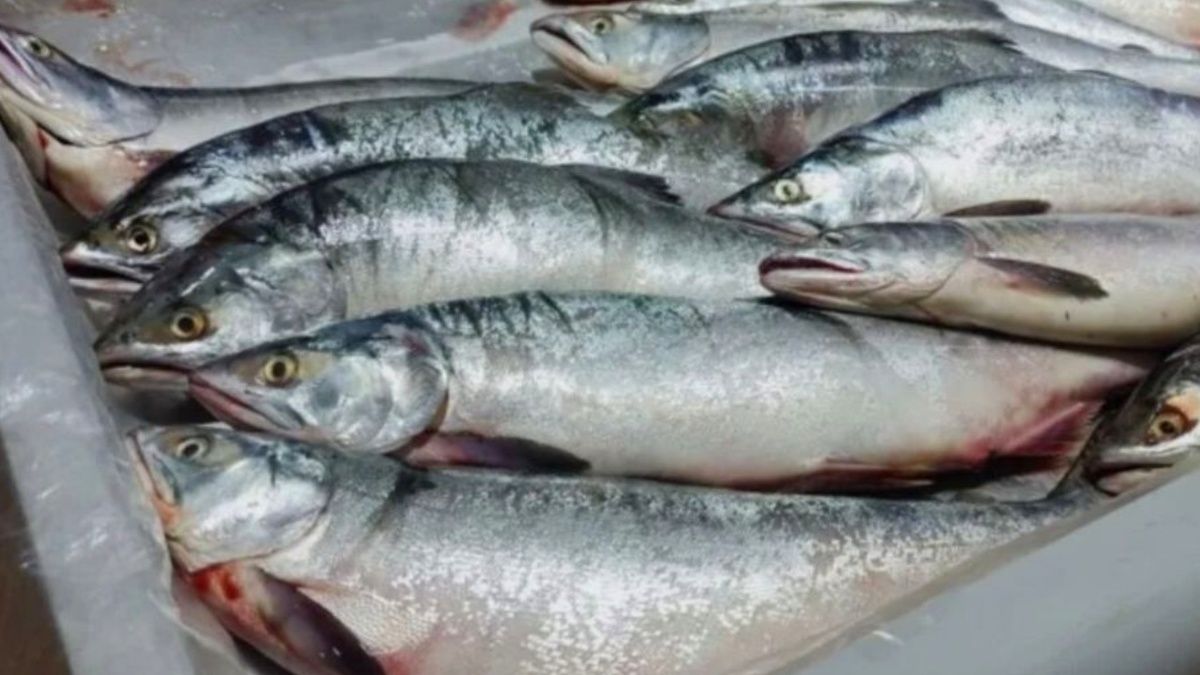 Как использовать рыхлую горбушу: 5 кулинарных решений для экономных домохозяек